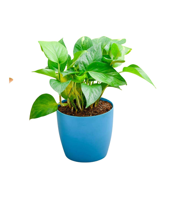 Money plant Green In 4 inch plastic pot