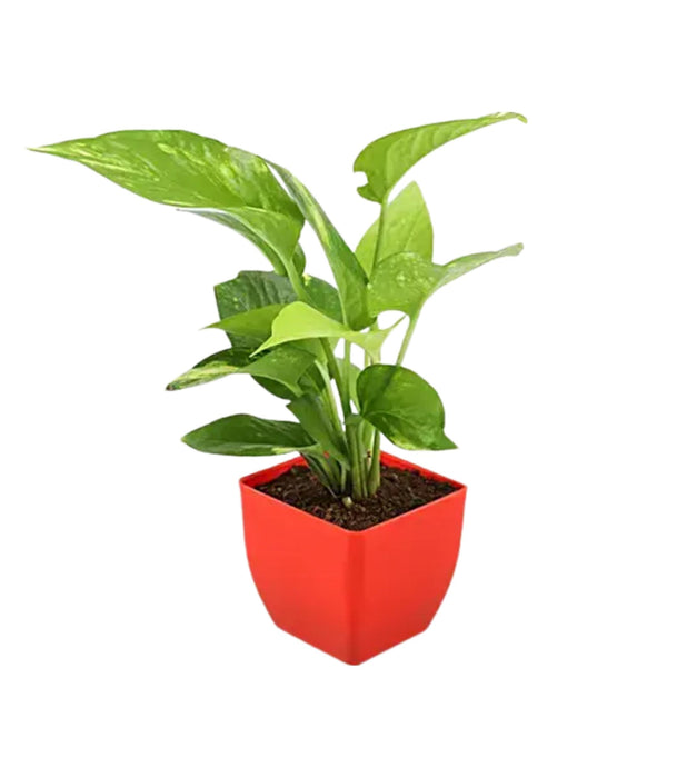 Money plant Green in 3 inch pot