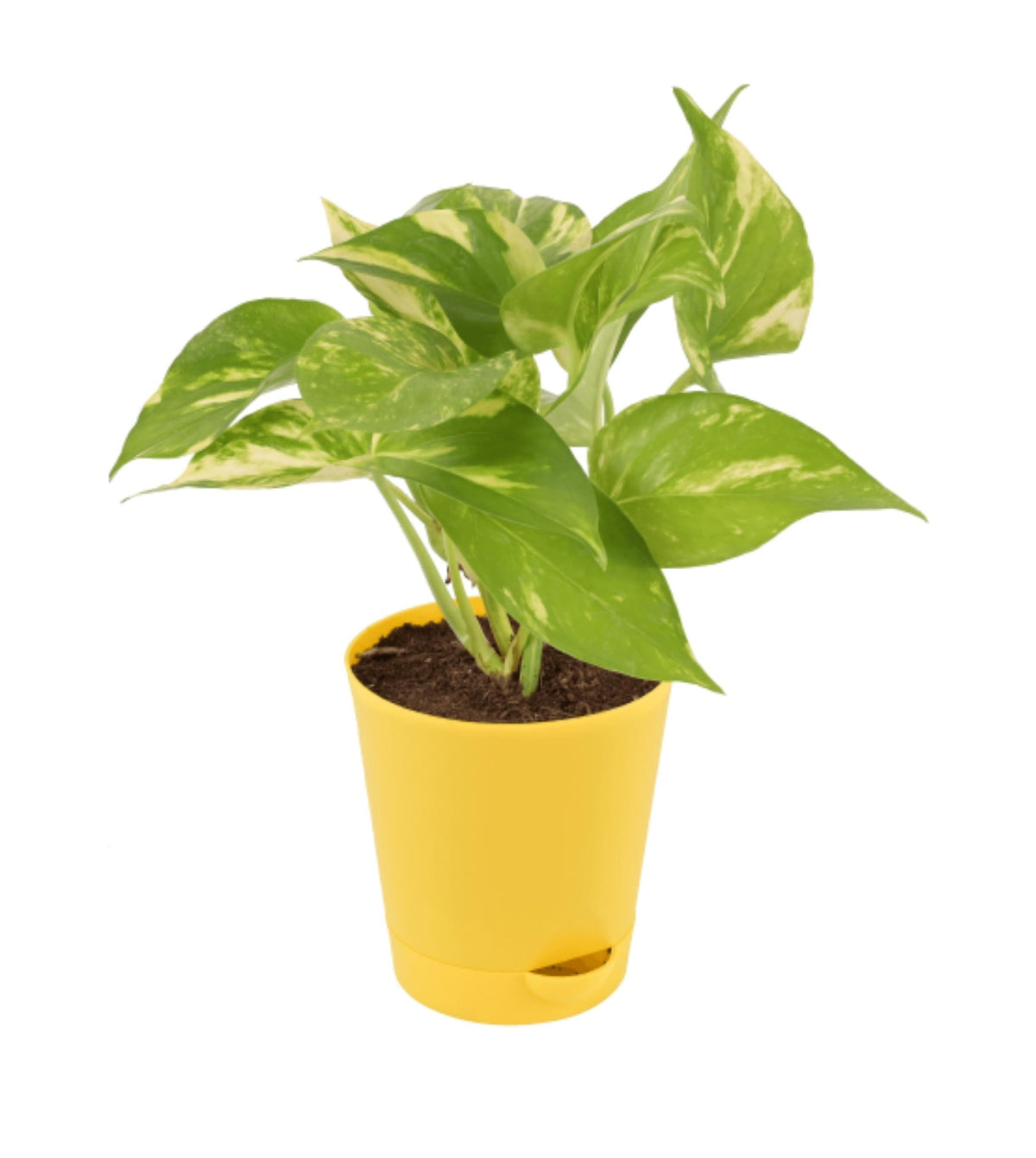 money plant venation Money Plant Variegated — Plan A Plant
