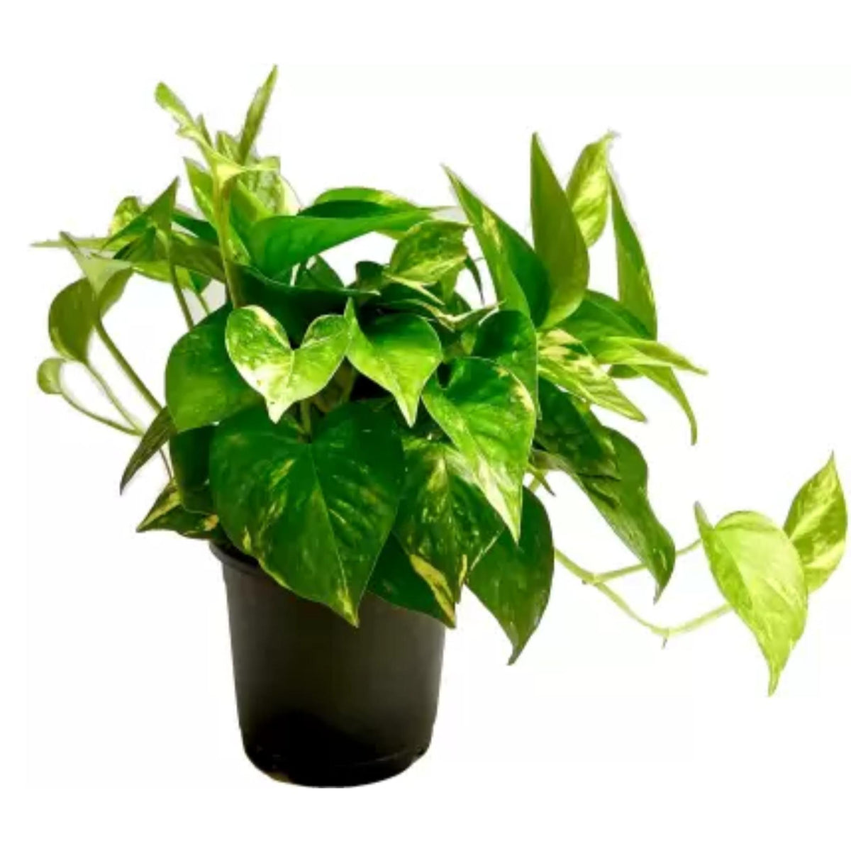 money plant consultancy Money Plant in Grower pot — Plan A Plant