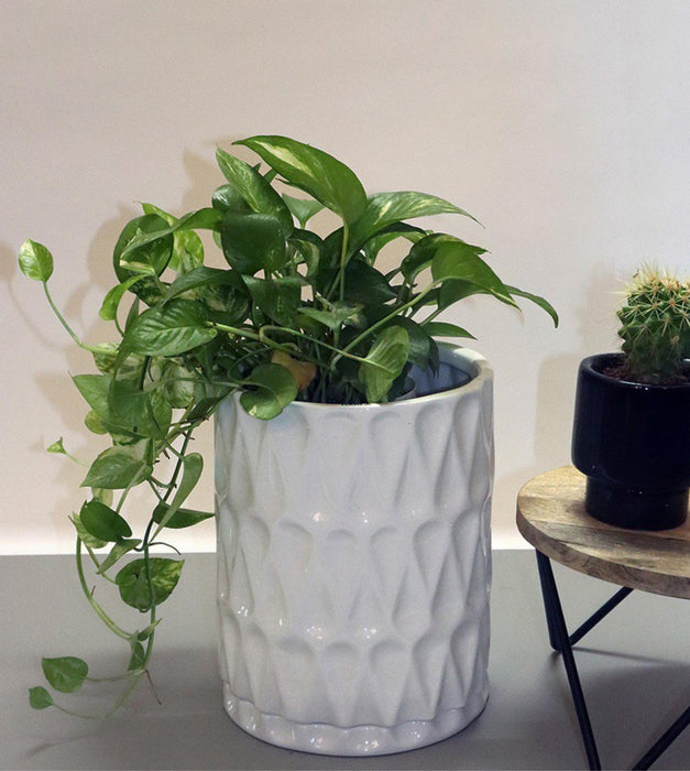 paisley plant pot Paisley Planter — Plan A Plant