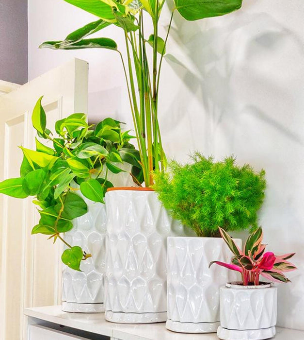 paisley plant pot Paisley Planter — Plan A Plant