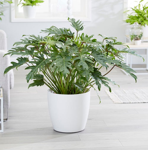 Philodendron xanadu - Plant 5inch Rounda