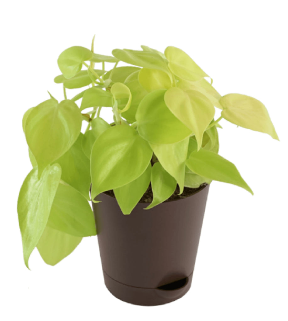 philodendron scandens ssp oxycardium Philodendron Oxycardium Golden Plant — Plan A Plant