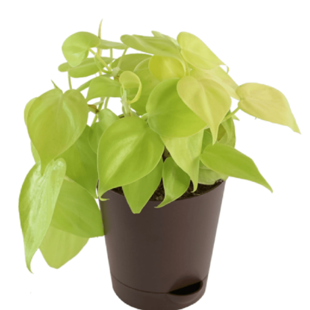 philodendron gold bullion care Philodendron Oxycardium Golden Plant — Plan A Plant