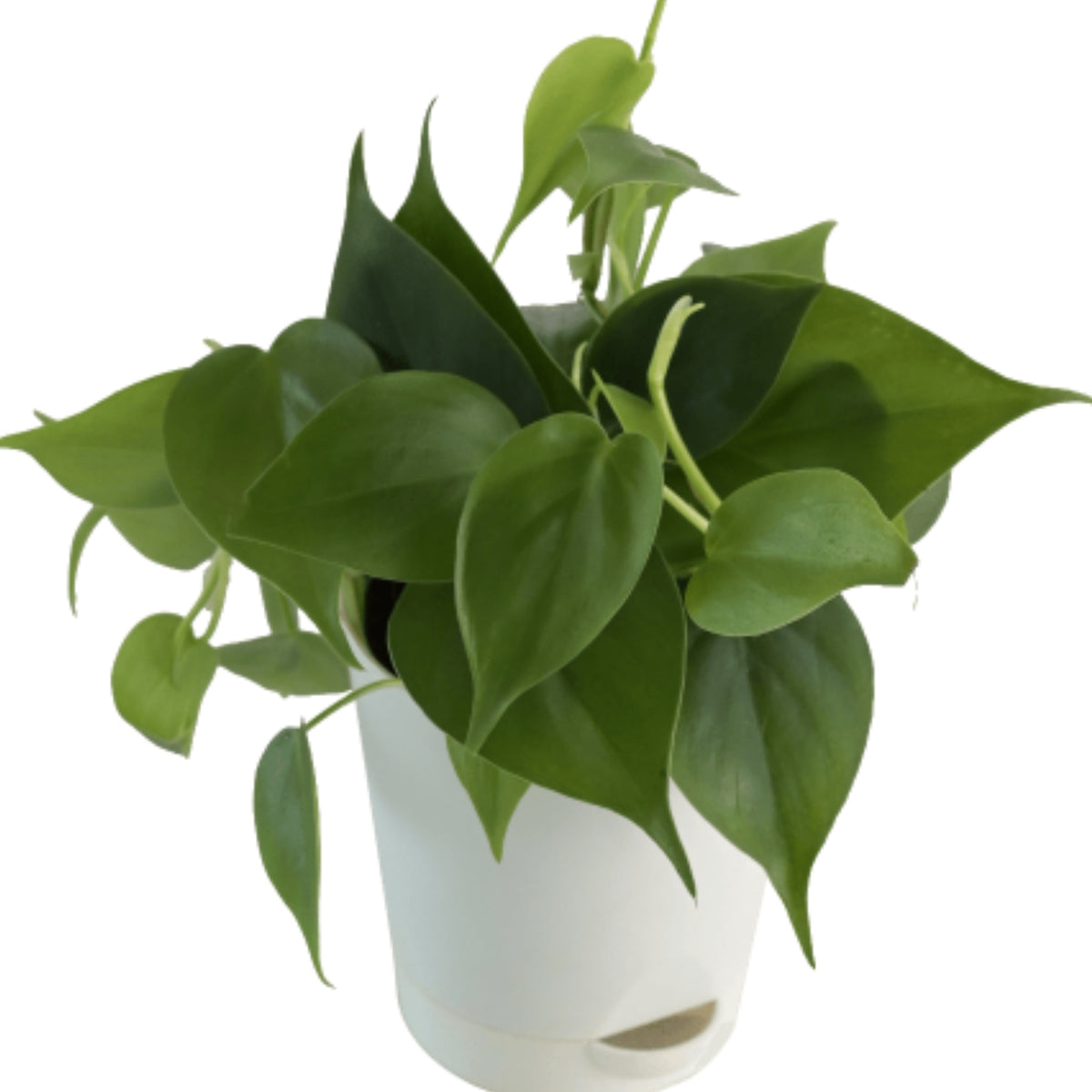 Philodendron Oxycardium Green Plant  Plan A Plant