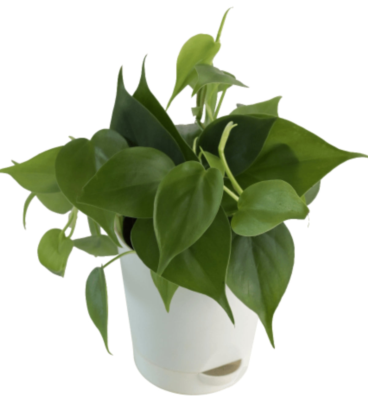 philodendron scandens oxycardium Philodendron Oxycardium Green Plant — Plan A Plant