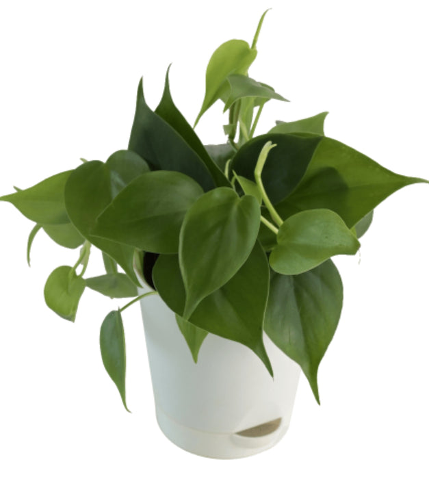 Philodendron Oxycardium Green Plant