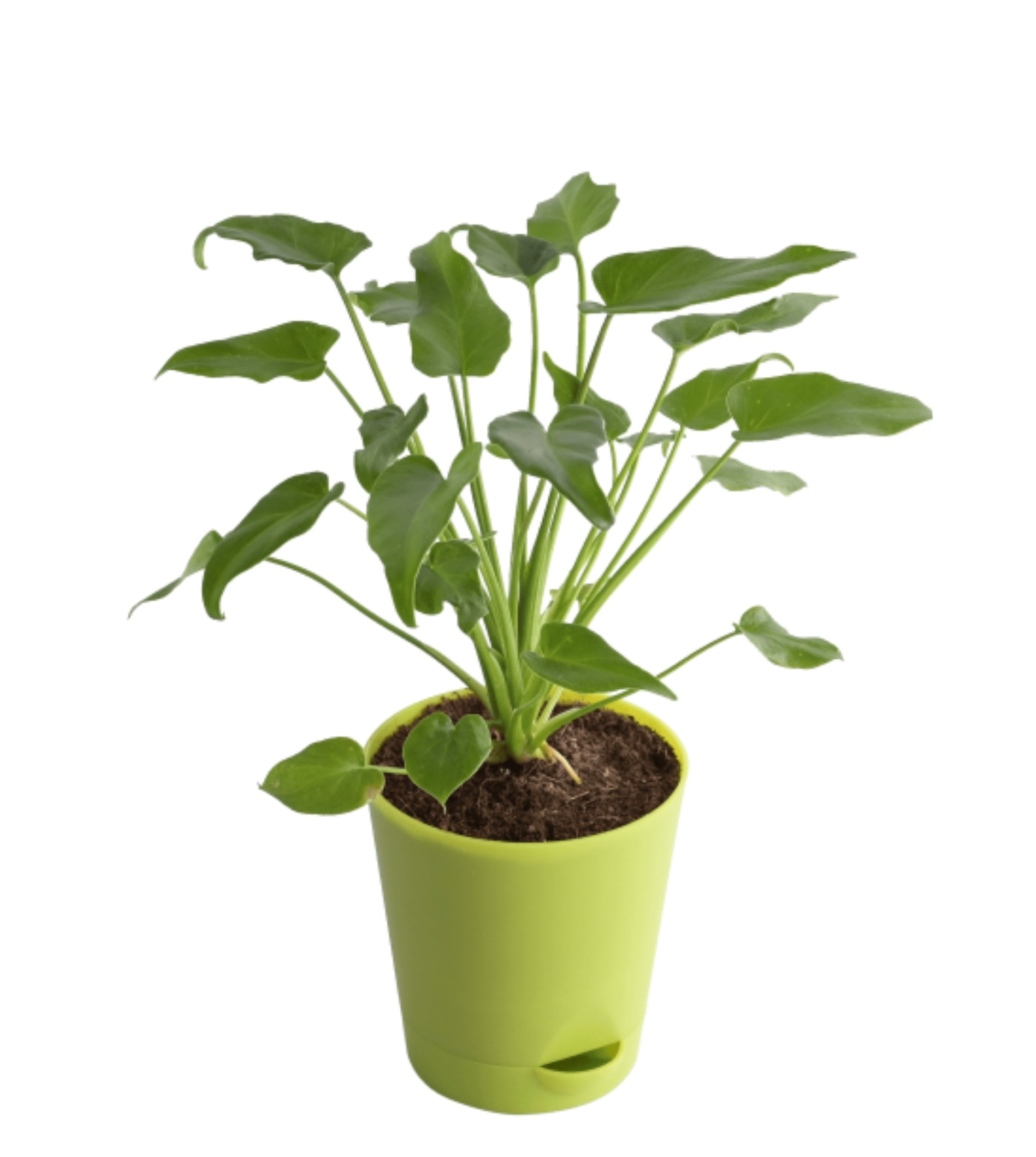 Philodendron Xanadu Plant Green — Plan A Plant