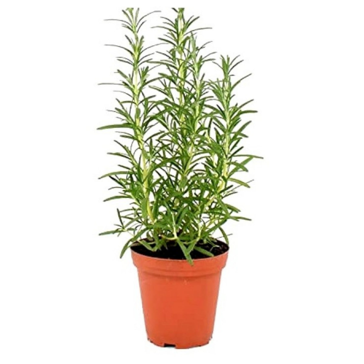 plante rose marie Rosemary Plant — Plan A Plant