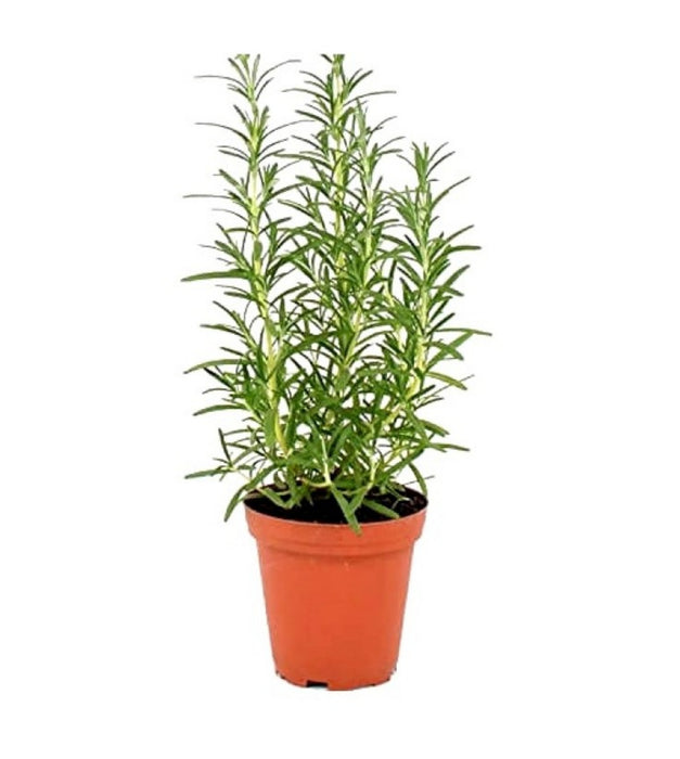 Rosemary Plant — Plan A Plant