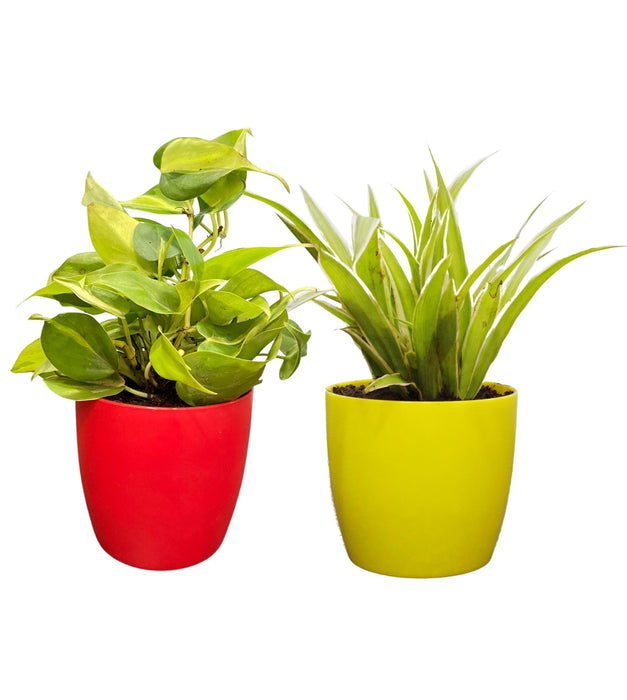 Simple Starter Indoor Plants