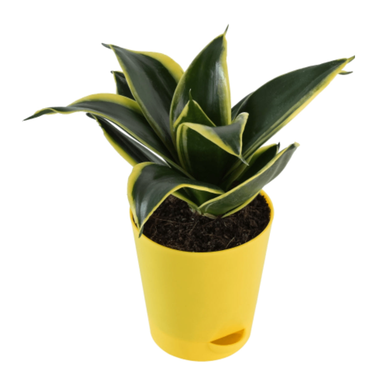 golden hair snake plant seeds Snake Plant
