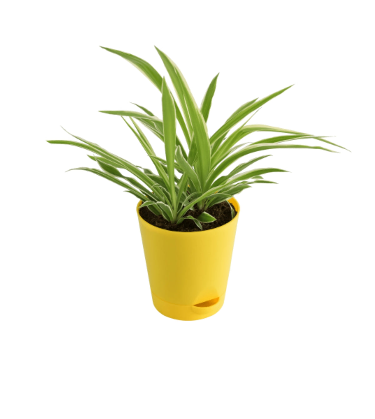 spider plant self watering pot Spider Plant — Plan A Plant