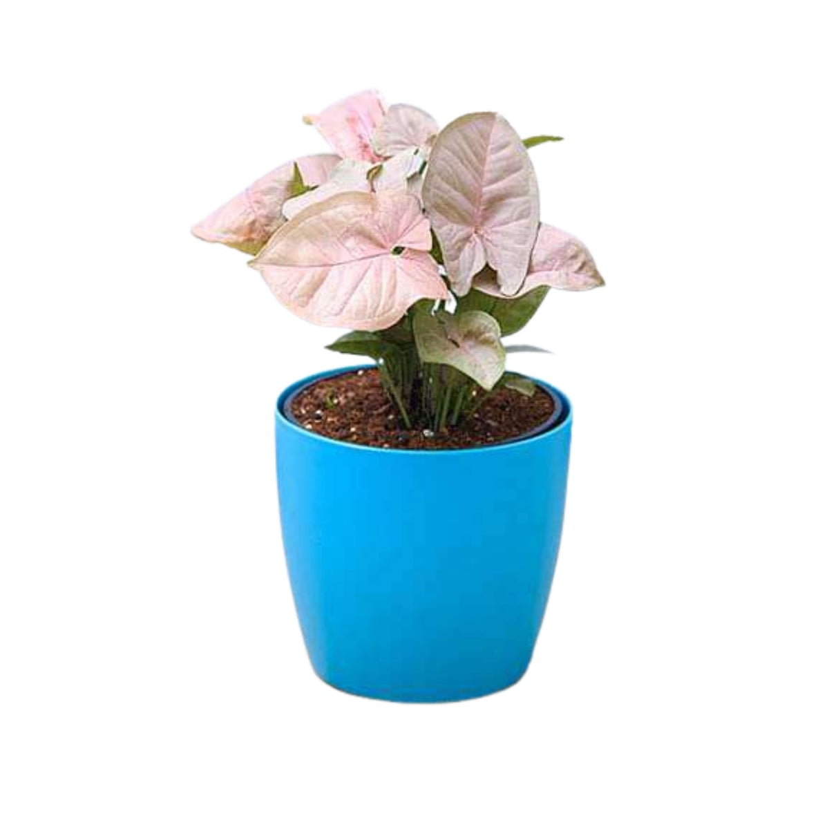 syngonium pink indoor plant Syngonium Pink Plant — Plan A Plant