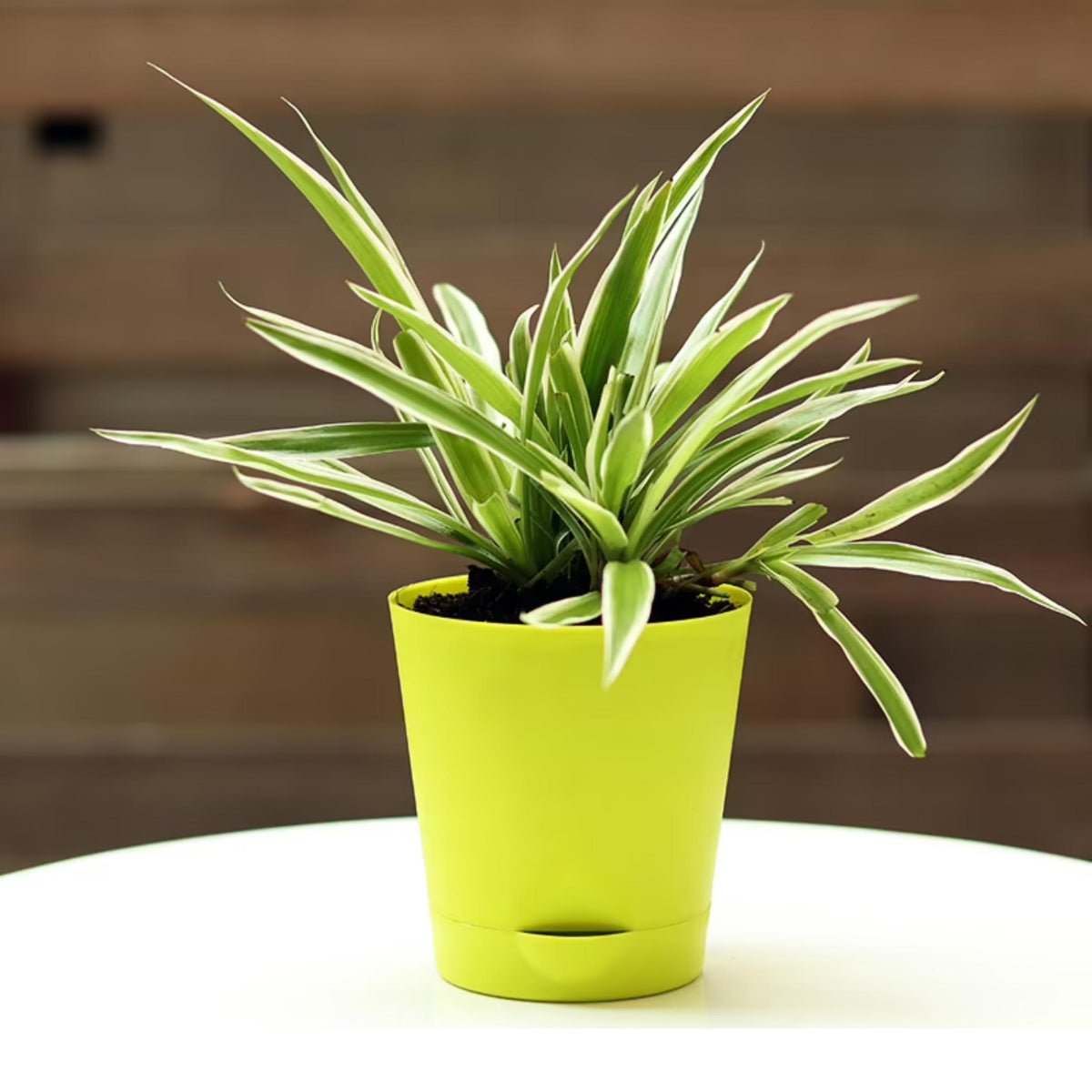 Spider plant in 5inch Self Watering pot — Plan A Plant