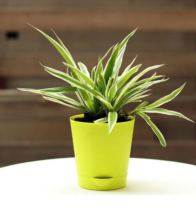 Spider plant in 5inch Self Watering pot