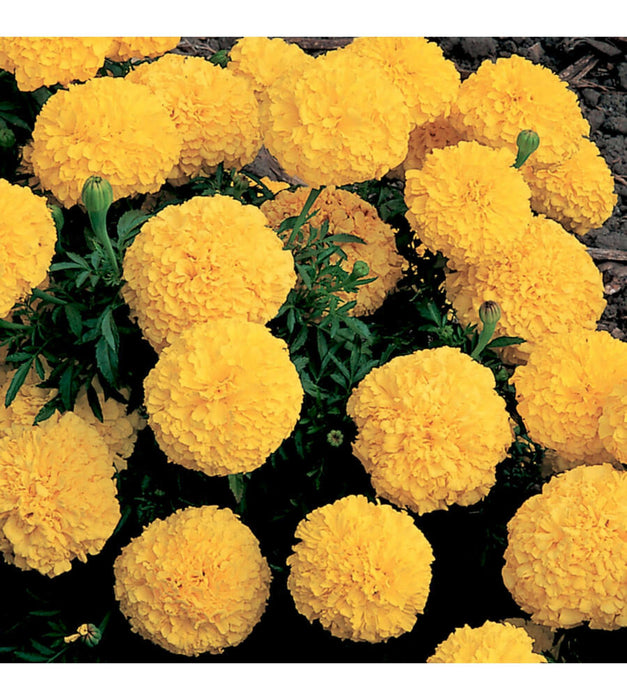 Marigold Yellow - 10 Seeds