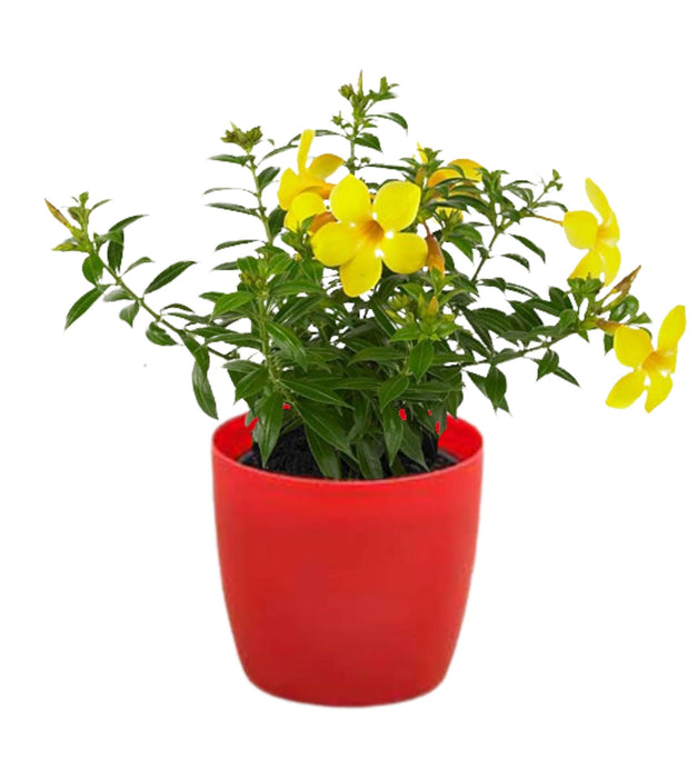 Bush Allamanda (Yellow) Plant