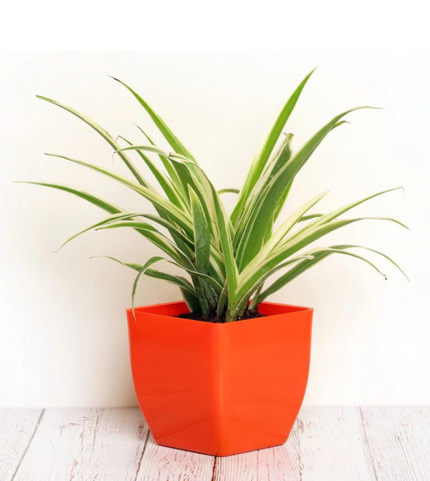 Spider plant in  3 inches pot