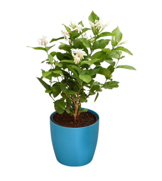 Jasminum sambac, Mogra Jasmine Plant