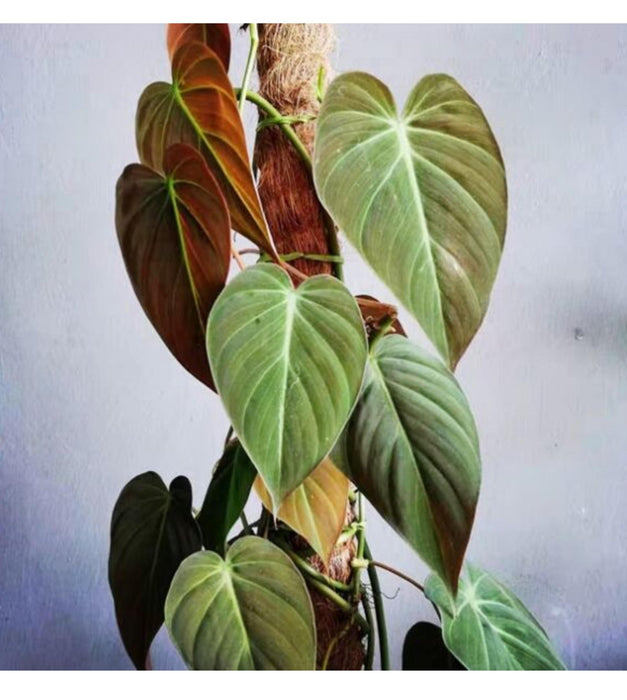 Philodendron Micans Plant