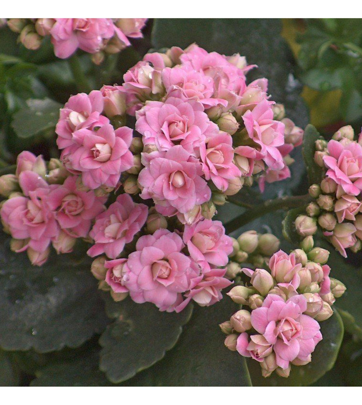 kalanchoe succulent plant Kalanchoe (Pink) Plant — Plan A Plant