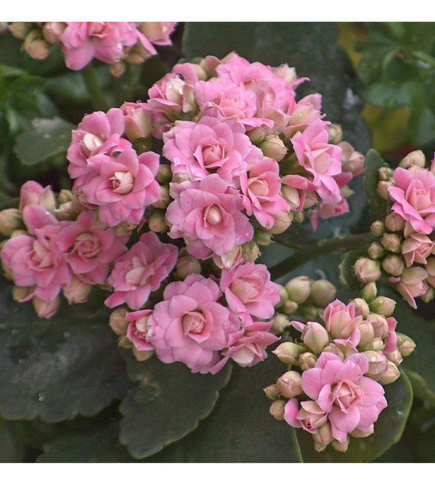 Kalanchoe (Pink) Plant