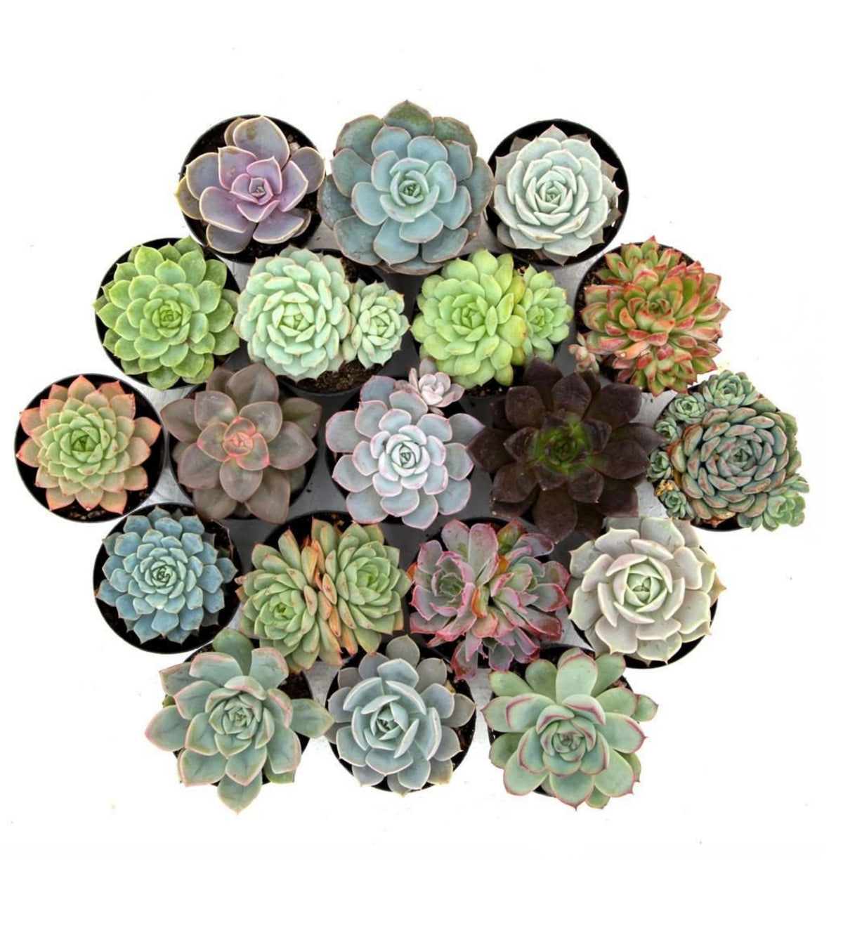 2.5 succulents Set of 5 Succulents (Any 5 ) — Plan A Plant