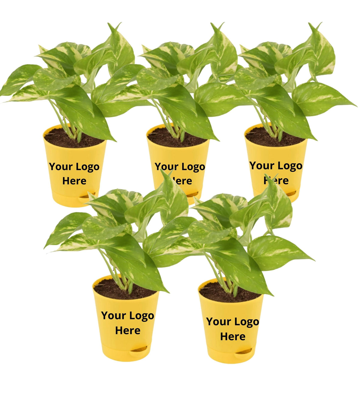 manu plant Money Plant ( Set Of 5 ) — Plan A Plant