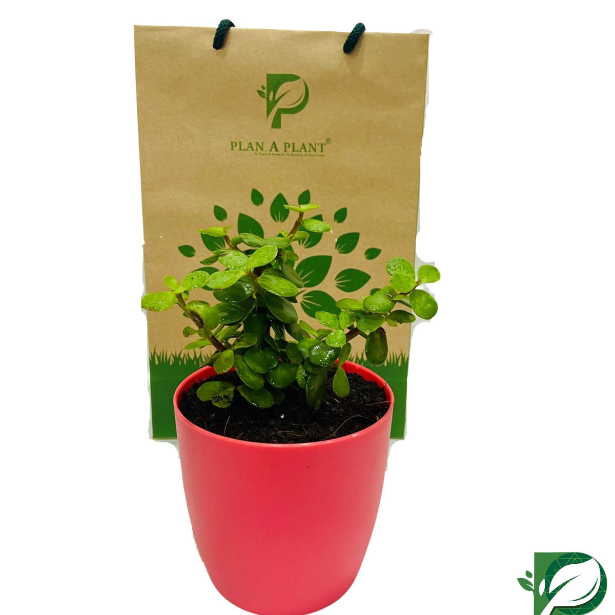 Jade 4Inch Rounda Pot — Plan A Plant