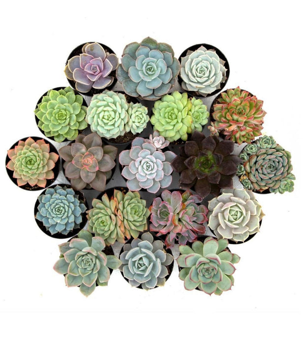 Set of 5 Succulents (Any 5 )