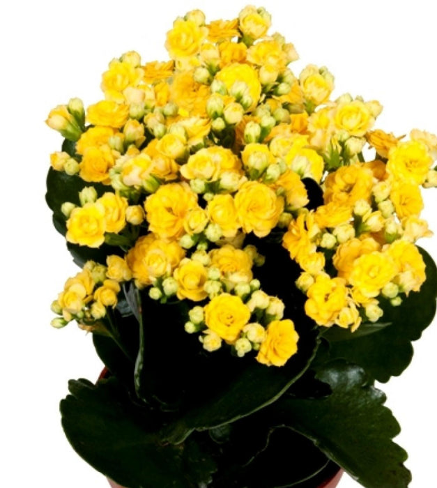 Kalanchoe (yellow) Plant
