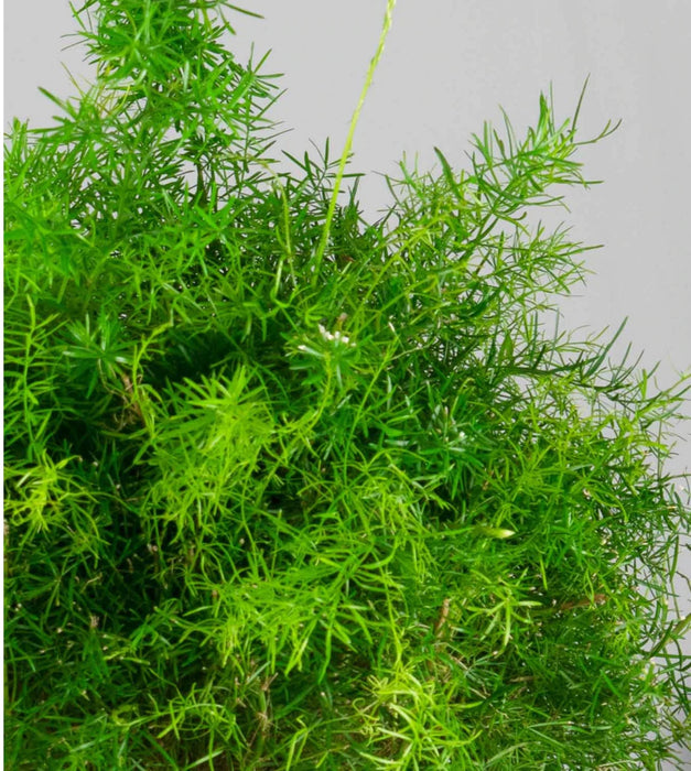 Asparagus densiflorus Plant