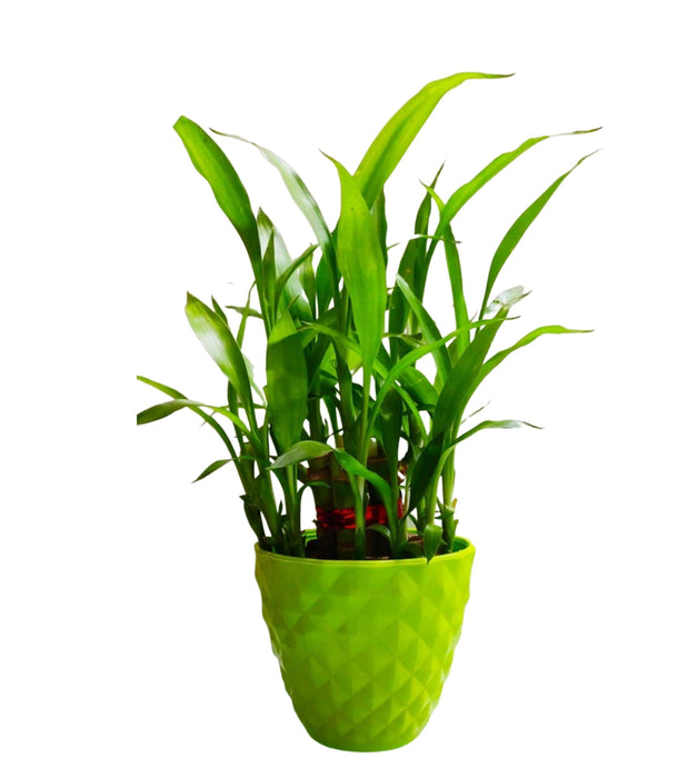 2 Layer Lucky Bamboo Plant in 3inch Pot