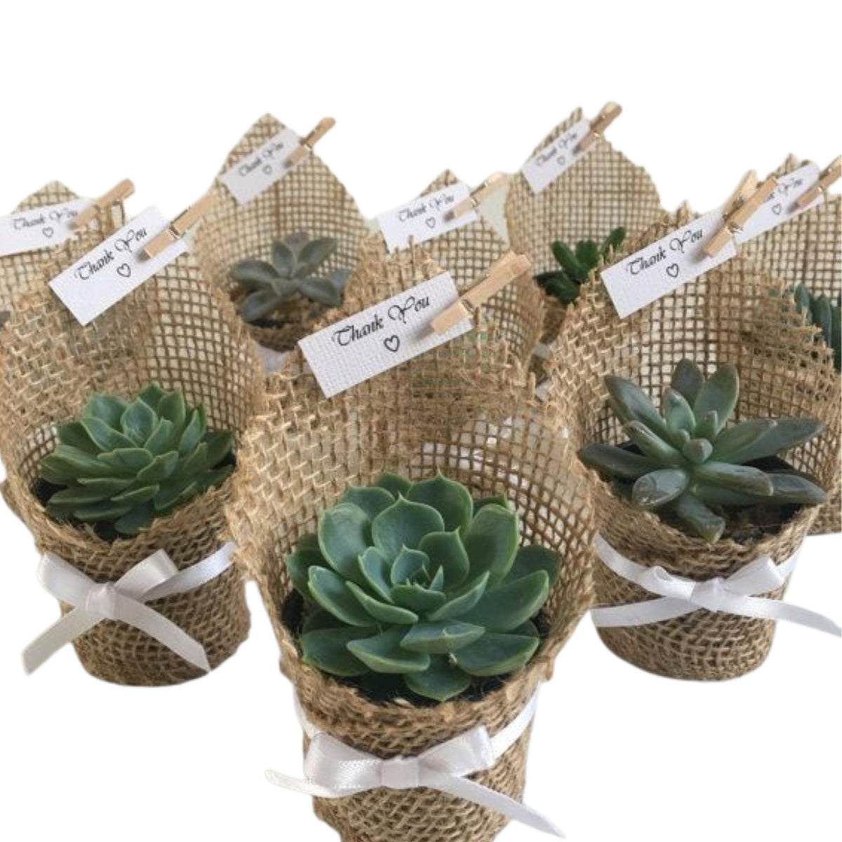 succulents wrapped in burlap Succulent Jute wrapped (Any Succulent) ( Set of 10 ) — Plan A Plant
