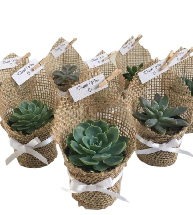 Succulent Jute wrapped (Any Succulent) ( Set of 10 )