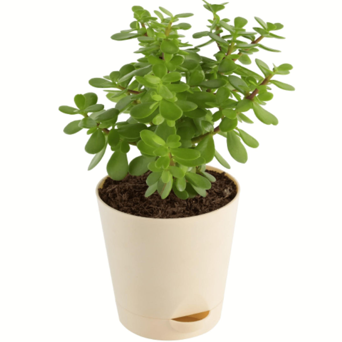mini jade plant benefits Jade mini — Plan A Plant