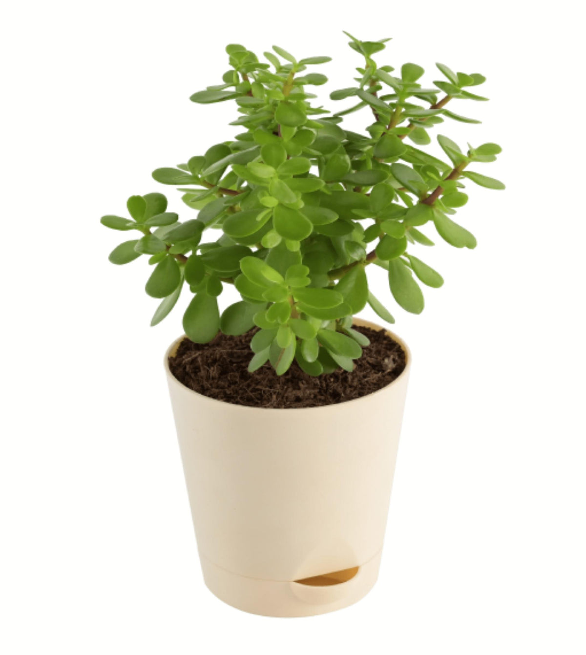 jade plant mini Jade mini — Plan A Plant