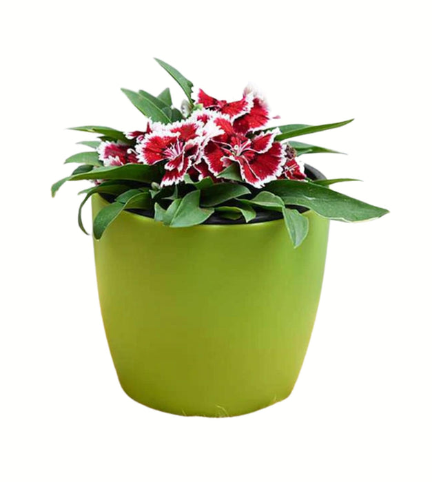 Dianthus (Red) Plant