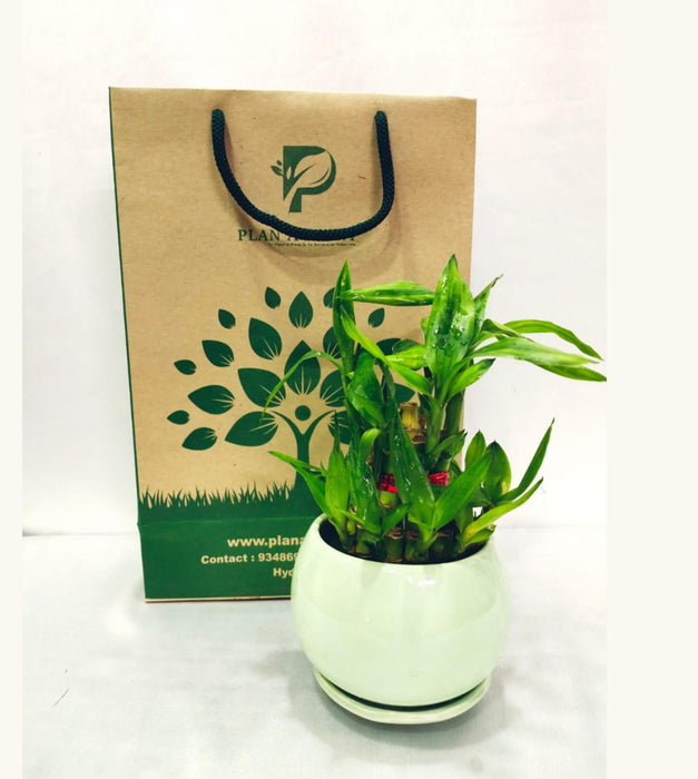 2 Layer Lucky Bamboo Plant in 3 inch Ceramic Pot