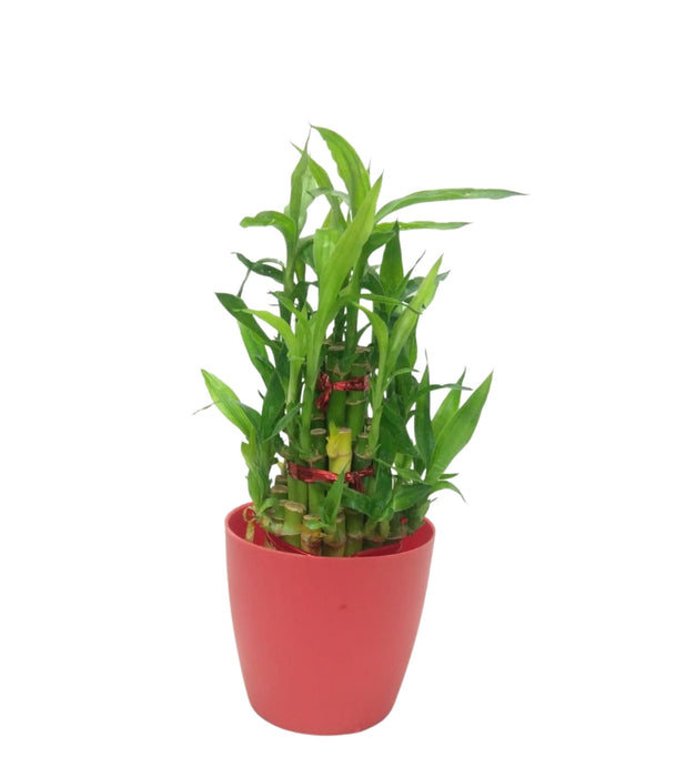 3 Layer Lucky Bamboo Plant in Rounda Pot