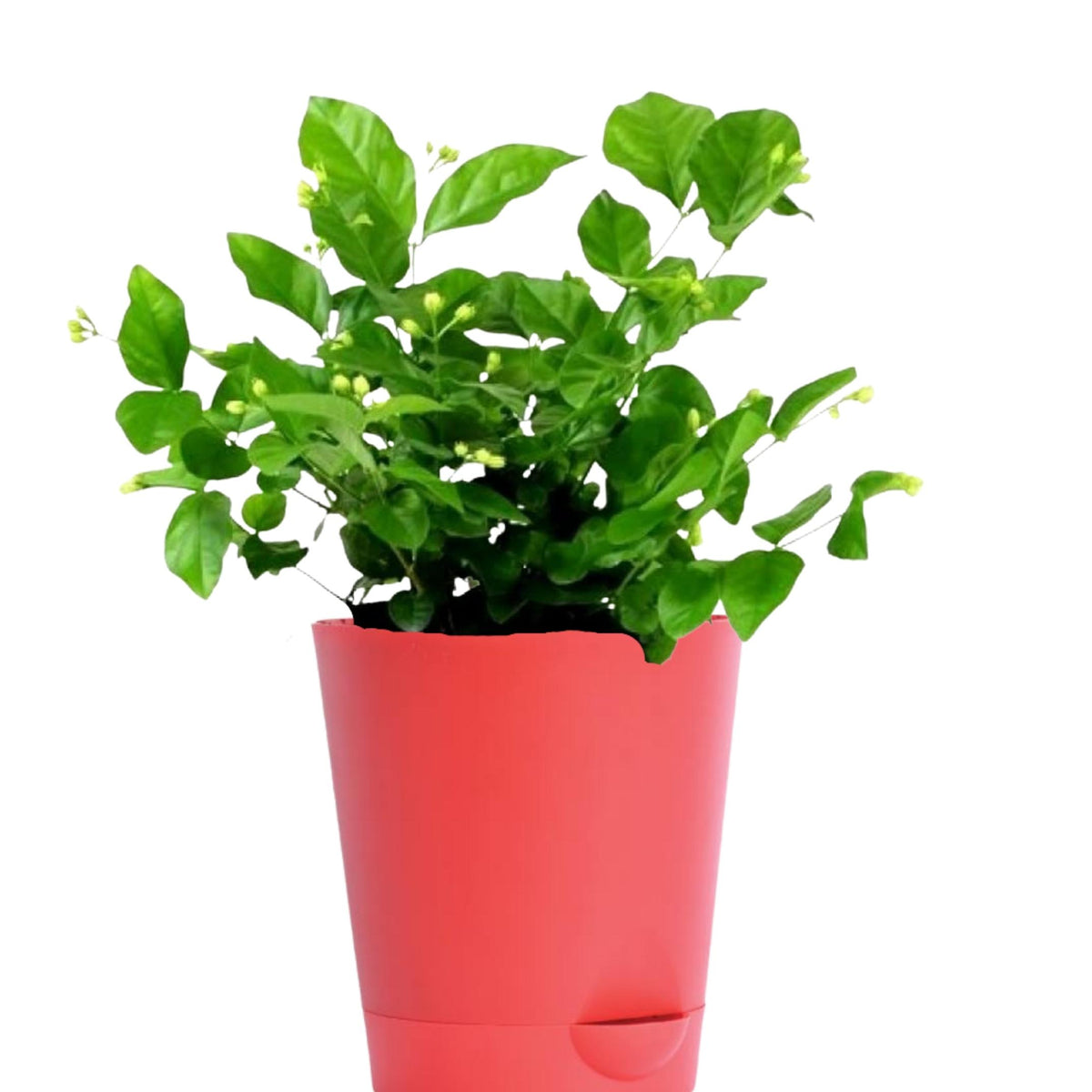jasmine plant pot size Jasminum (Jasmin) 5inch Self Watering Pot — Plan A Plant