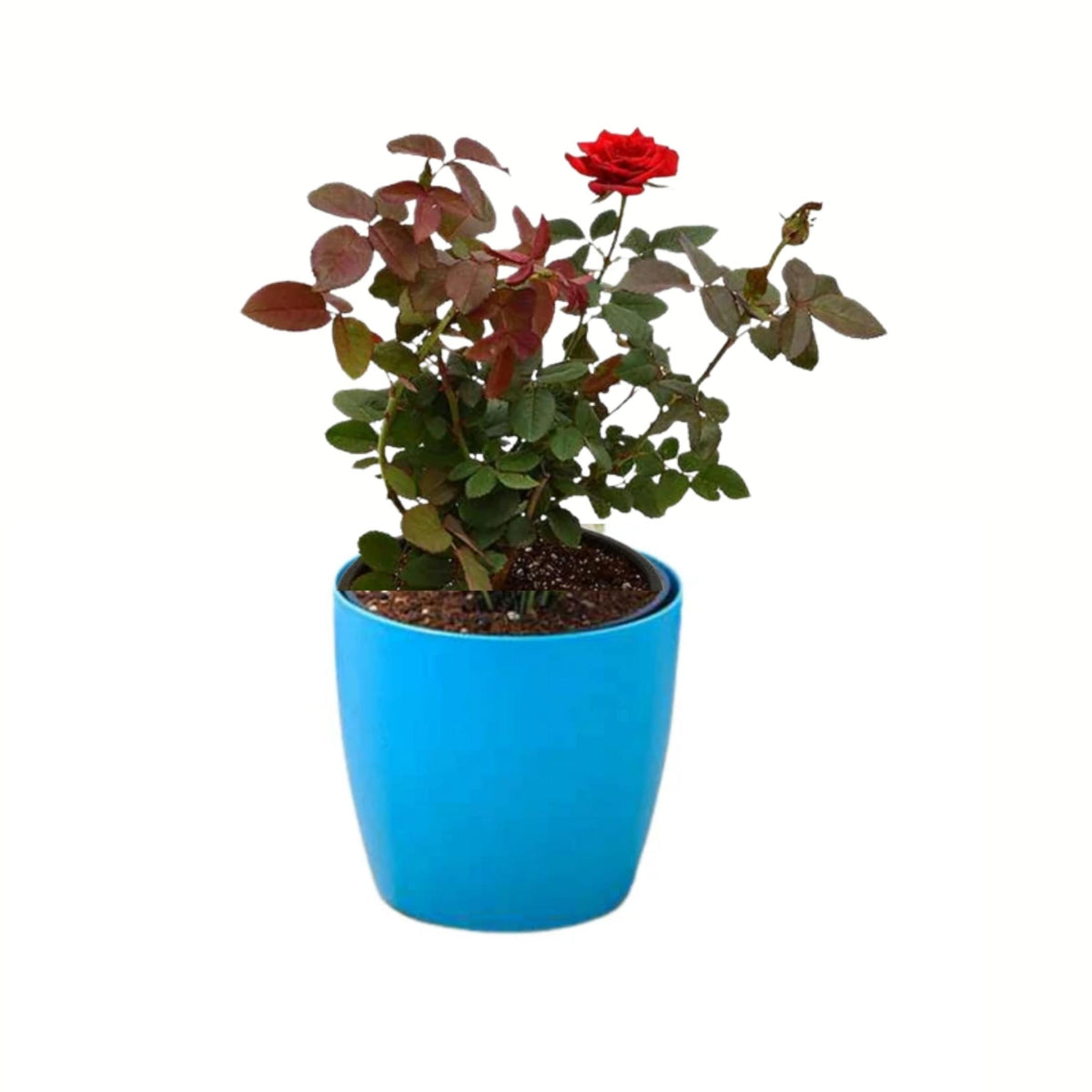 red rose plant in pot Rose Plant (Red) — Plan A Plant