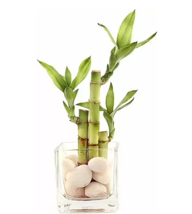 3Sticks Lucky Bamboo In Glass Pot