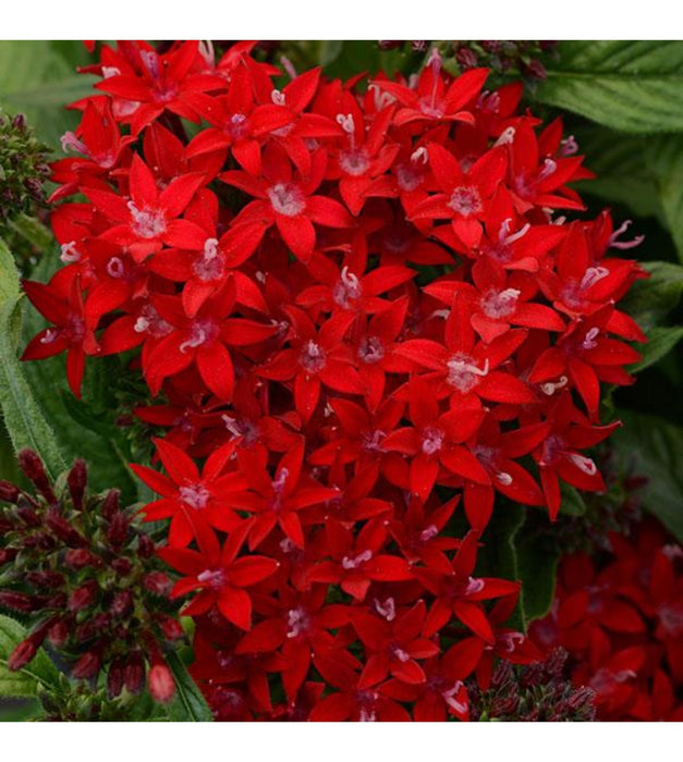 Pentas (Red) Plant