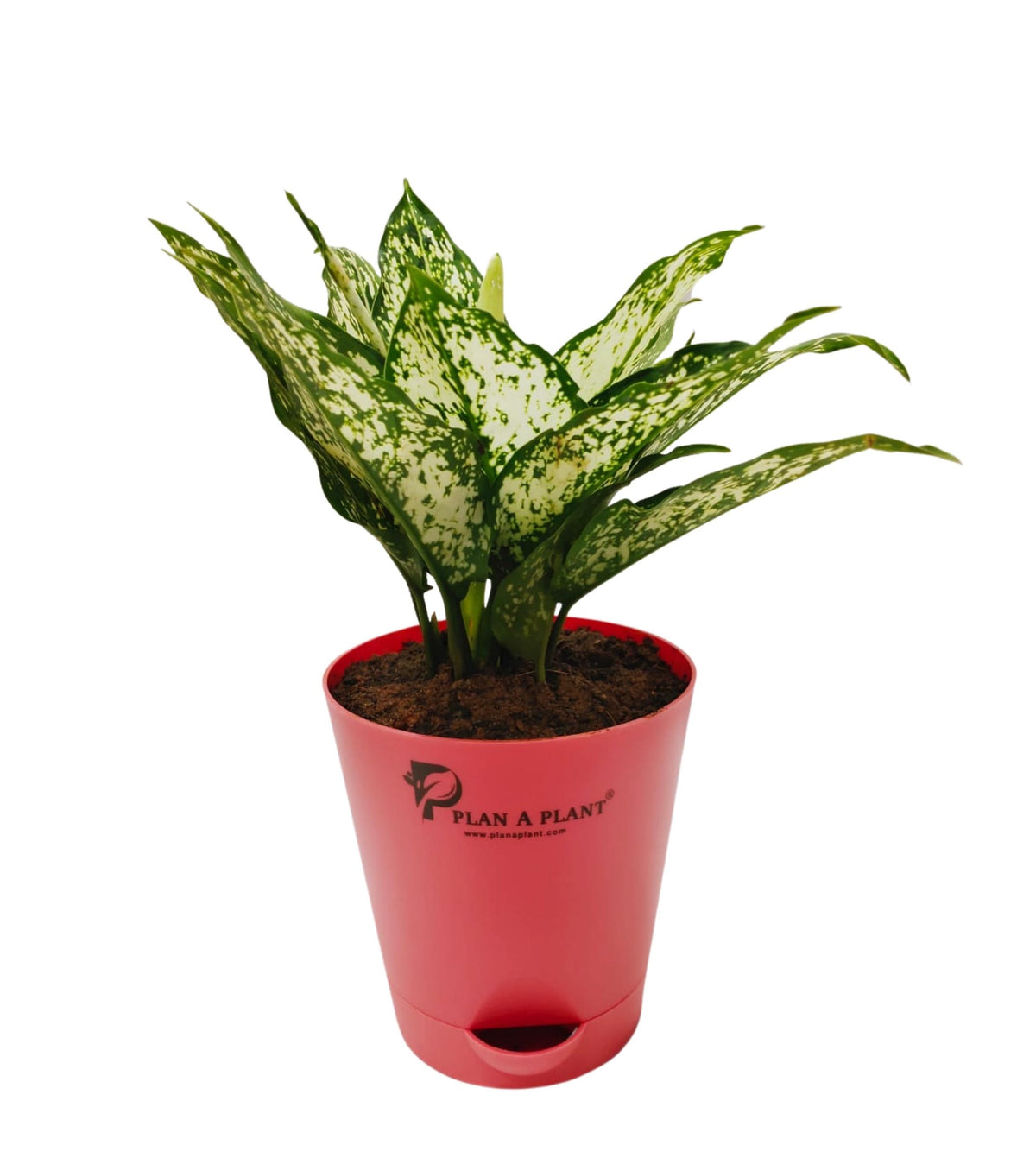 aglaonema red white flower Aglaonema Snow White — Plan A Plant
