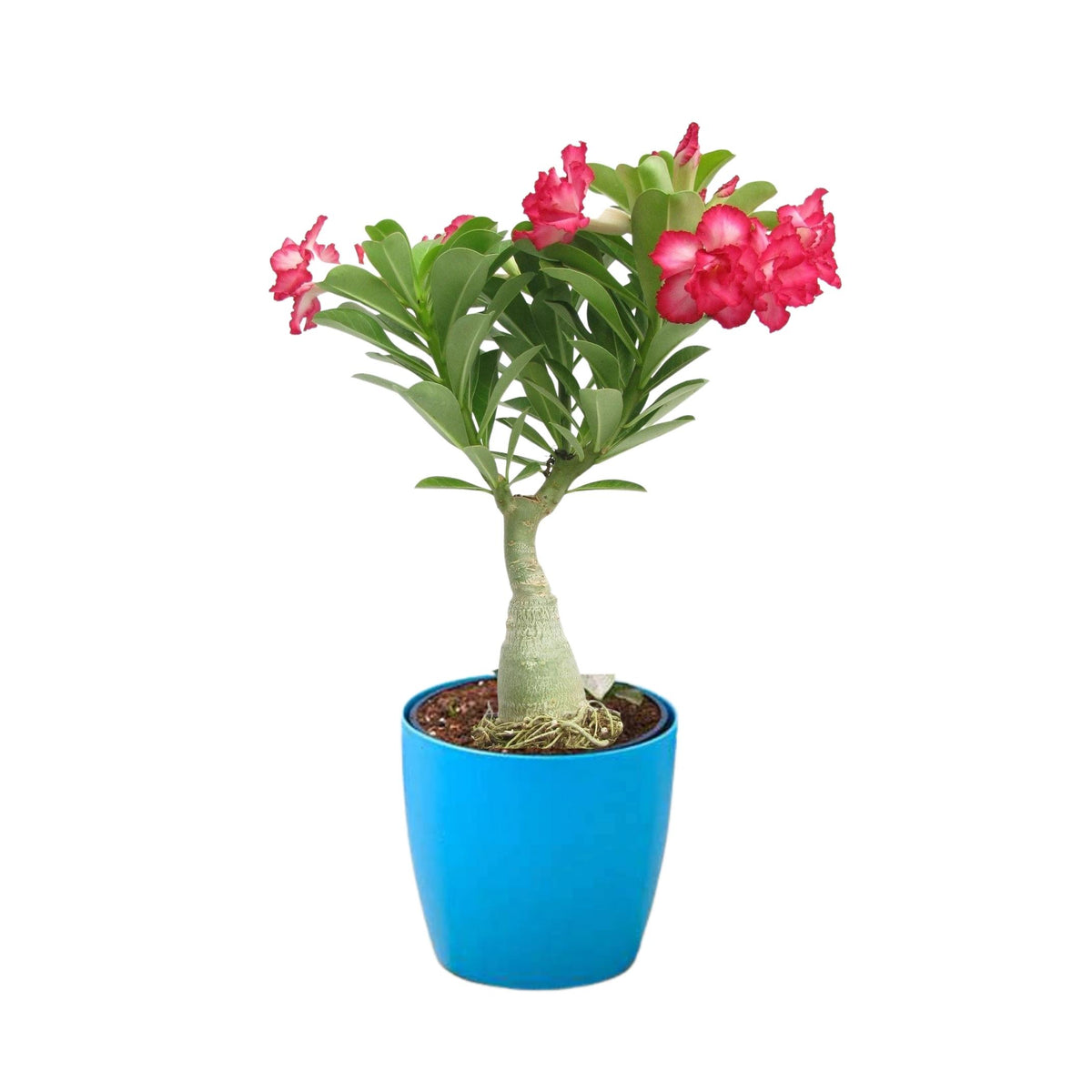 Adenium (Any Color) Plant Self Watering Pot — Plan A Plant