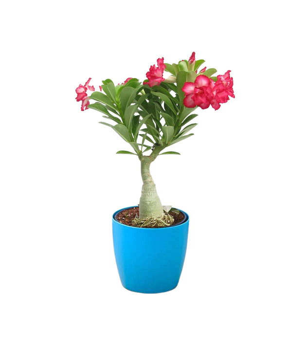 Adenium (Any Color) Plant Self Watering Pot