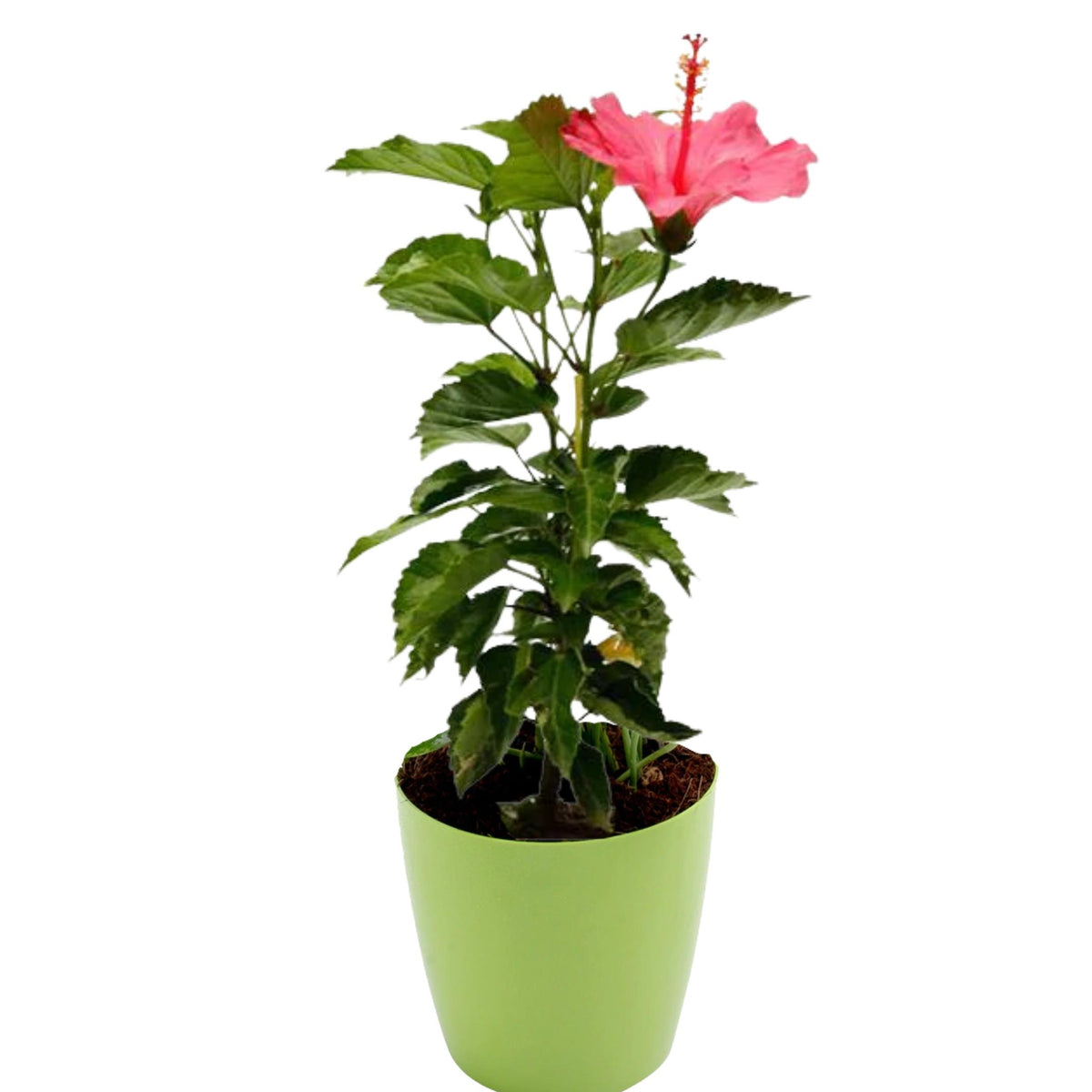 Hawaiian pink hibiscus body spray deals